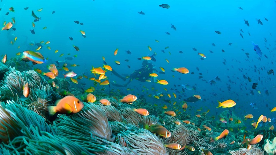 Reise til Maldivene