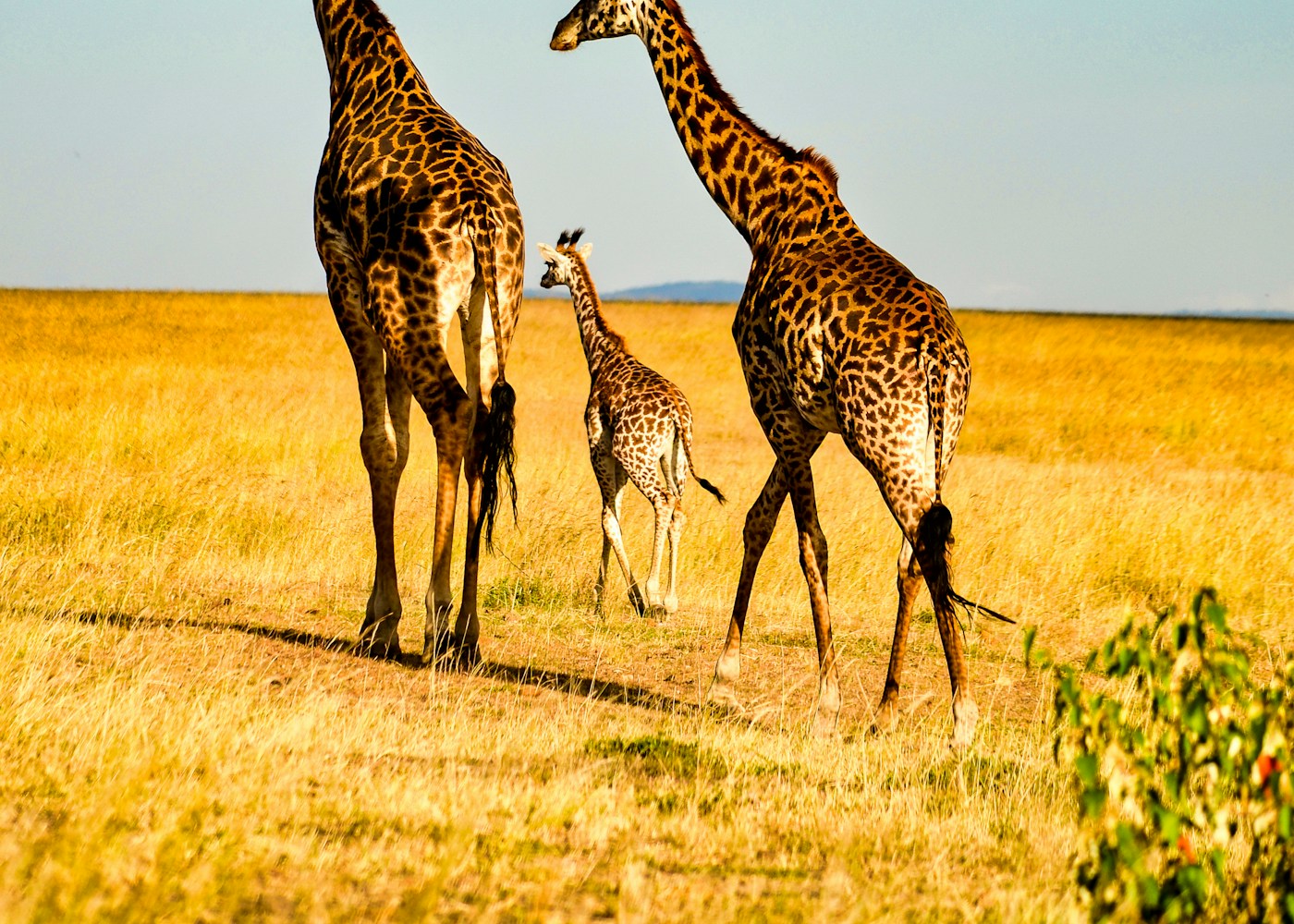 Reise til Kenya