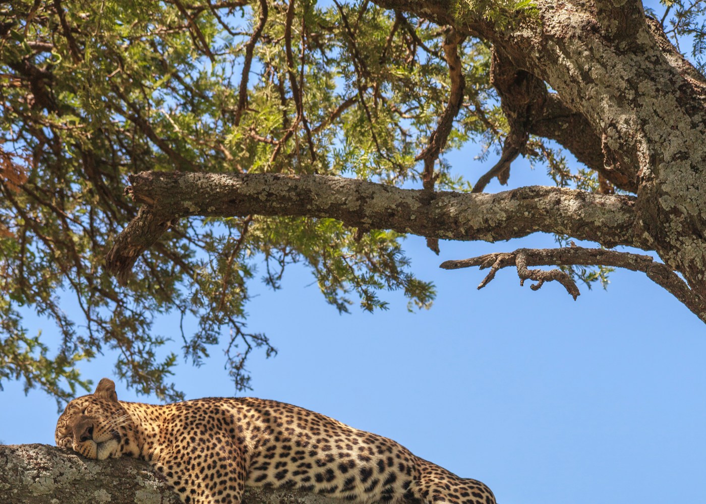 Reise til Tanzania